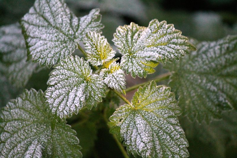 Identifying Powdery Mildew On Your Plants Identifying Powdery Mildew On Your Plants