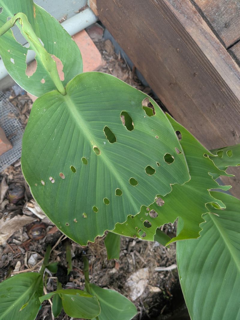 Identifying The Canna Leafroller On Your Plants Identifying The Canna Leafroller On Your Plants