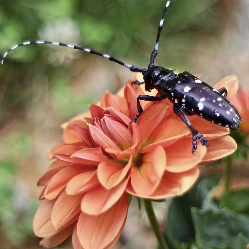 Identifying The Insect Behind This Sudden Appearance Identifying The Insect Behind This Sudden Appearance