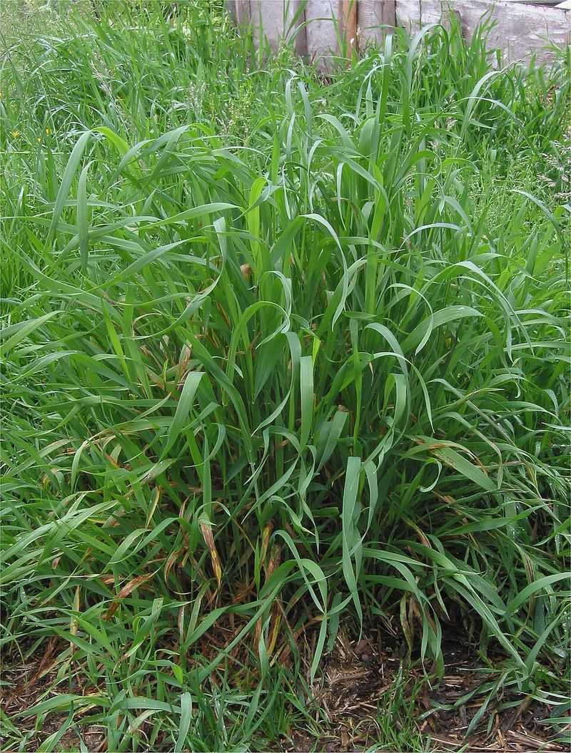 Identifying The Invasive Grass In Your Garden
