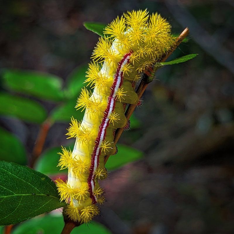 Identifying The Io Moth Caterpillar