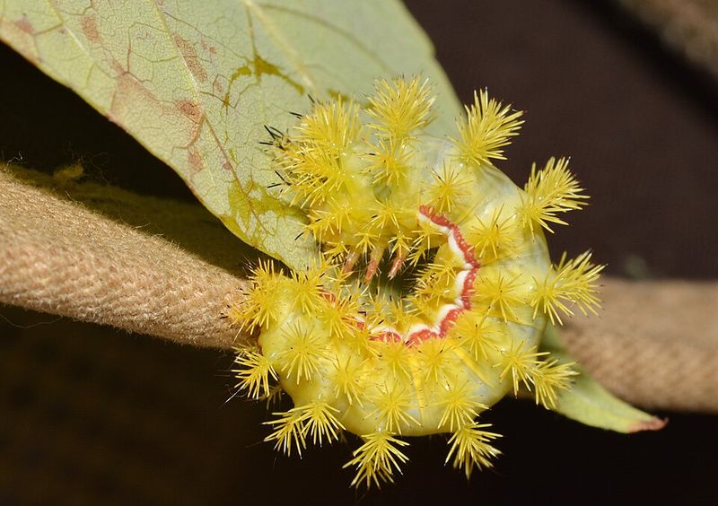 Identifying The Io Moth Caterpillar Identifying The Io Moth Caterpillar