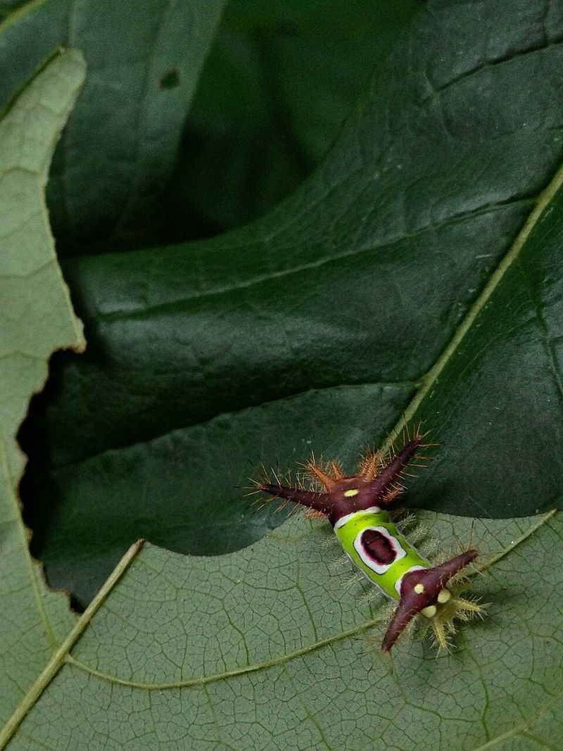 Identifying The Saddleback Caterpillar Identifying The Saddleback Caterpillar