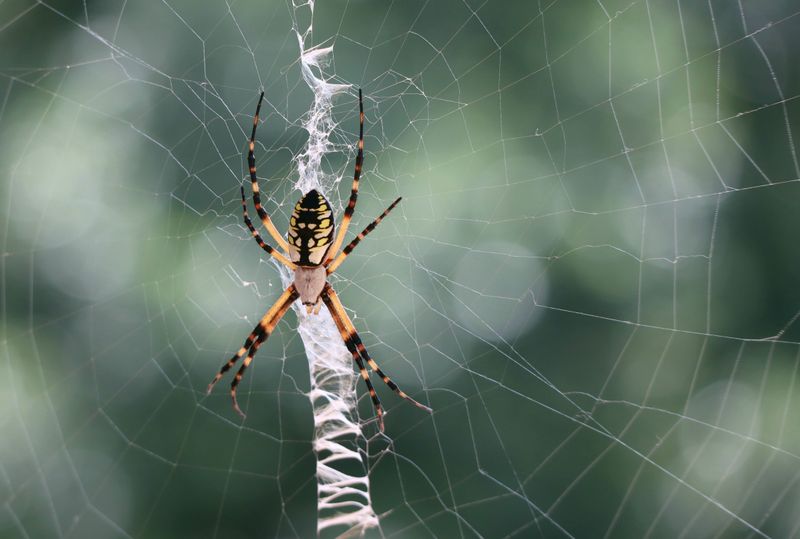 Identifying The Yellow Garden Spider On Your Cages