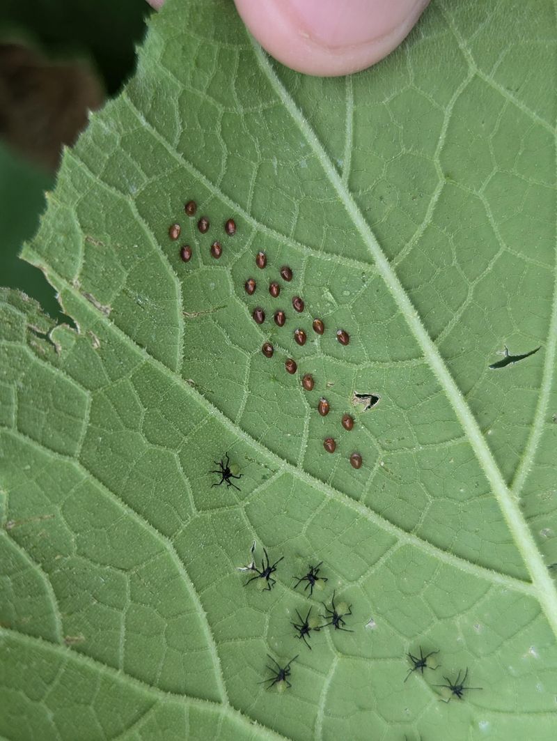Ignoring Egg Clusters Early In The Season