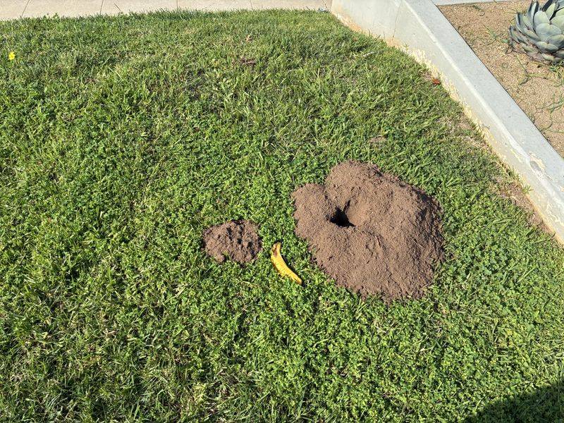 Ignoring New Mounds Lets Problems Spread Ignoring New Mounds Lets Problems Spread