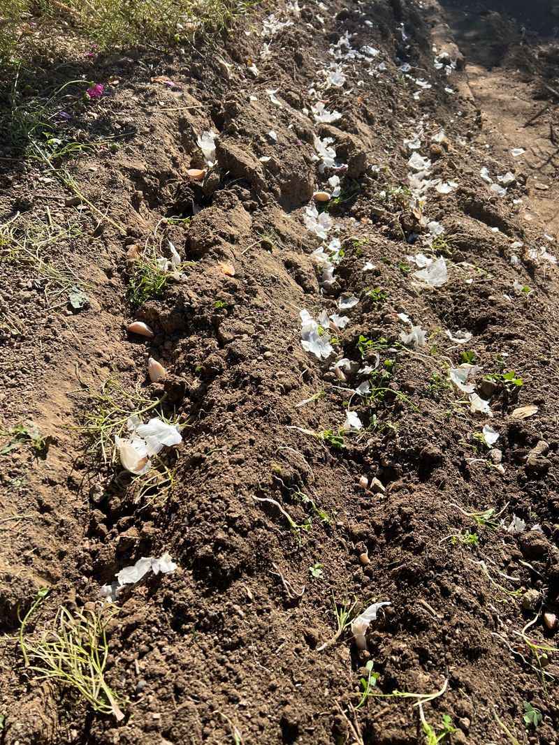 Ignoring Poor Drainage In Clay Soil