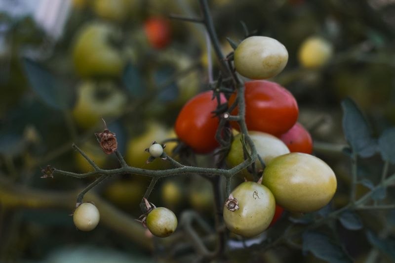 Ignoring Potassium Levels In The Soil Ignoring Potassium Levels In The Soil