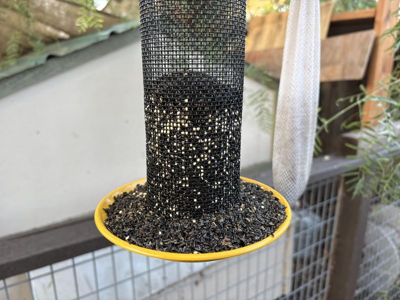 Ignoring Seeds Birds Knock Down Every Day Ignoring Seeds Birds Knock Down Every Day