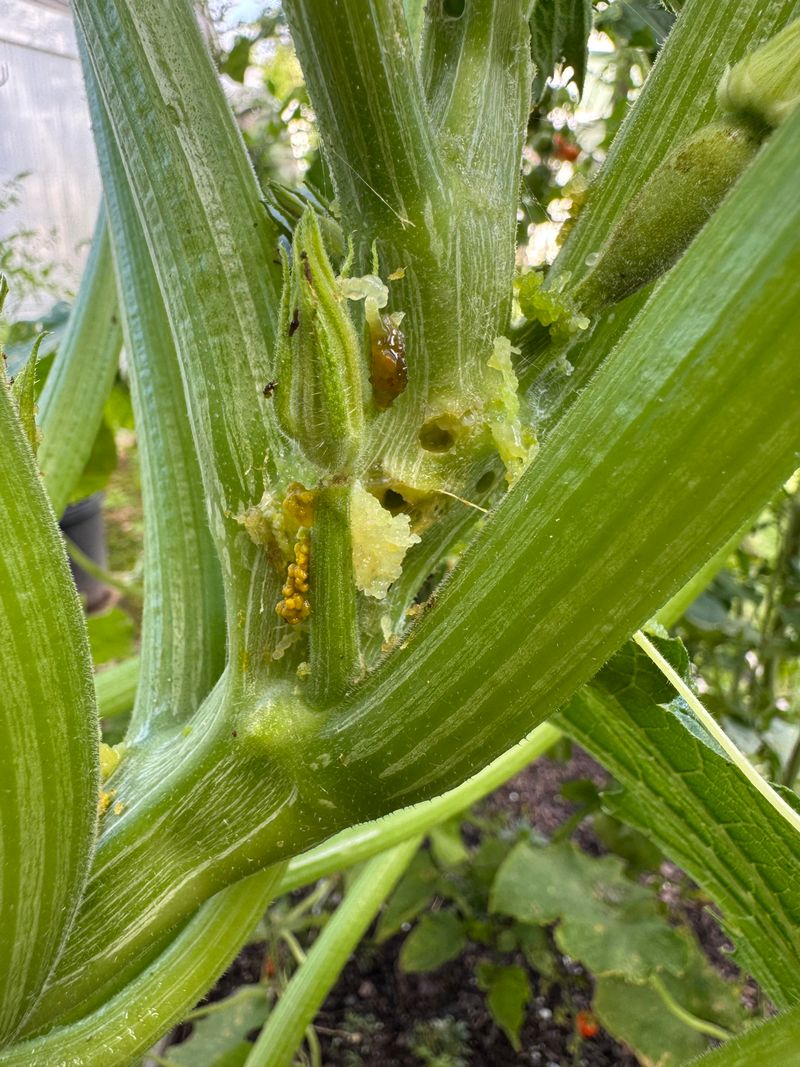 Ignoring Small Holes And Sawdust-Like Frass Near Stems Ignoring Small Holes And Sawdust-Like Frass Near Stems