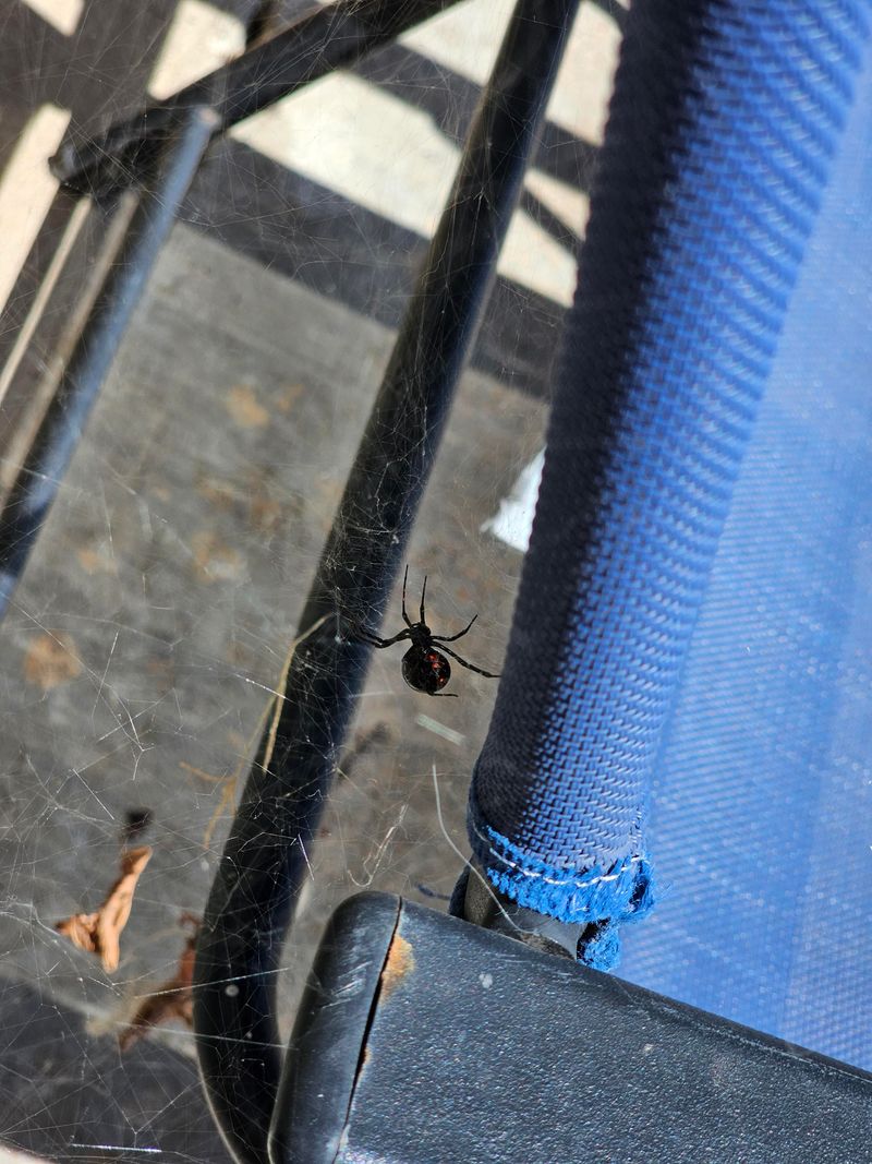 Ignoring Thick Webs Under Patio Furniture Ignoring Thick Webs Under Patio Furniture