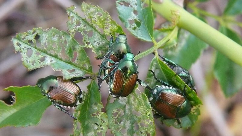 Ignoring Thin Grass Near Beetle Favorite Plants