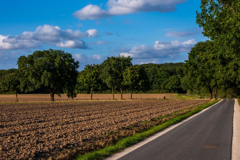 Illinois Law Sets Specific Boundary Planting Distances