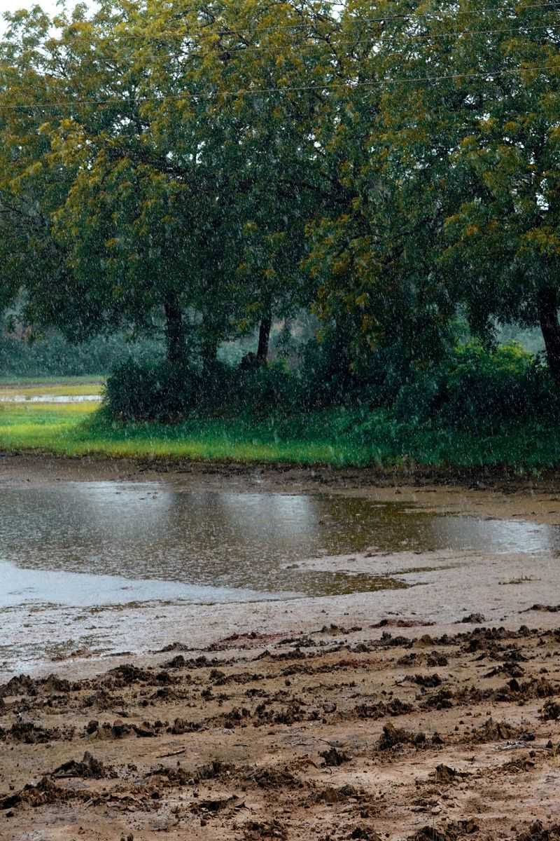 Immediately After Heavy Rain Immediately After Heavy Rain