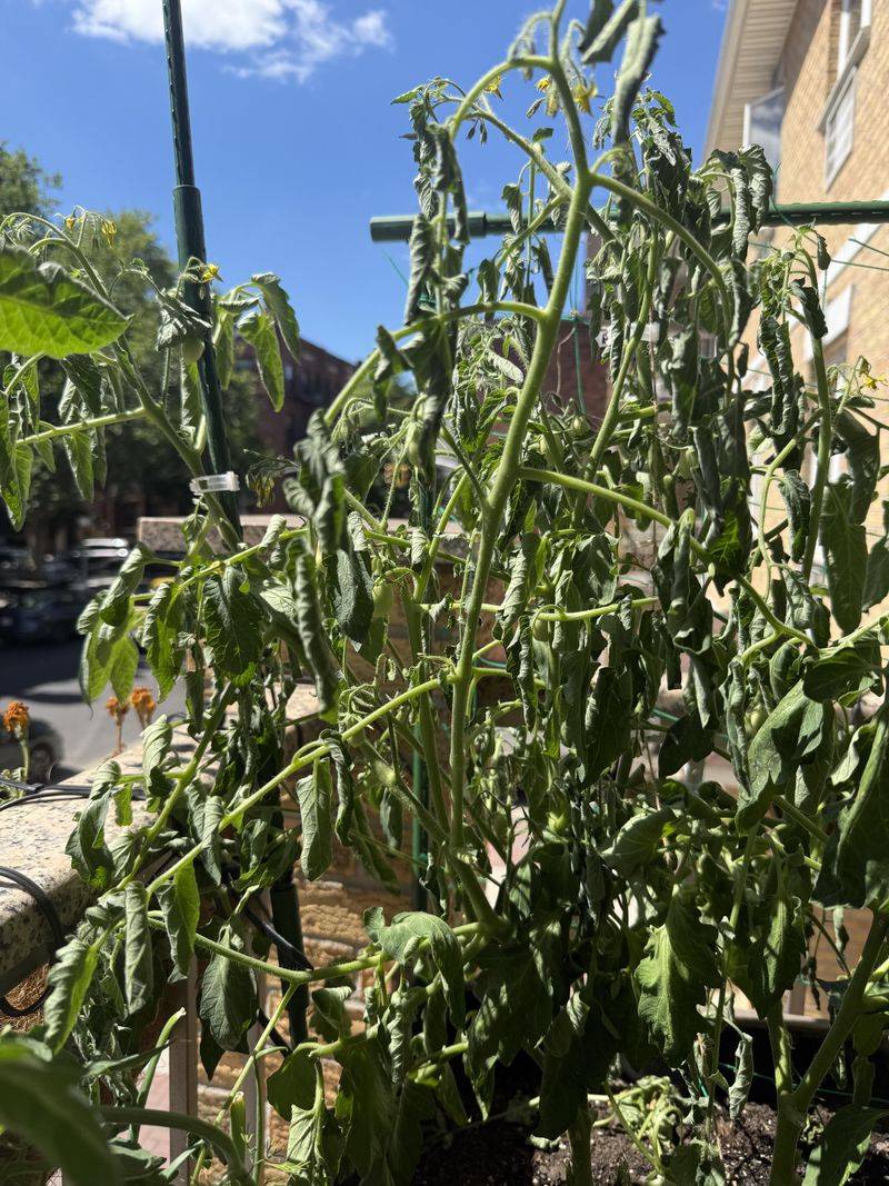 Impact On Root Health And Plant Stress