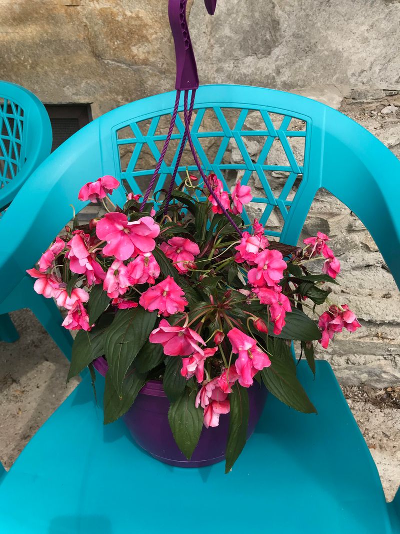 Impatiens Filling Shady Pots With Easy Color Impatiens Filling Shady Pots With Easy Color