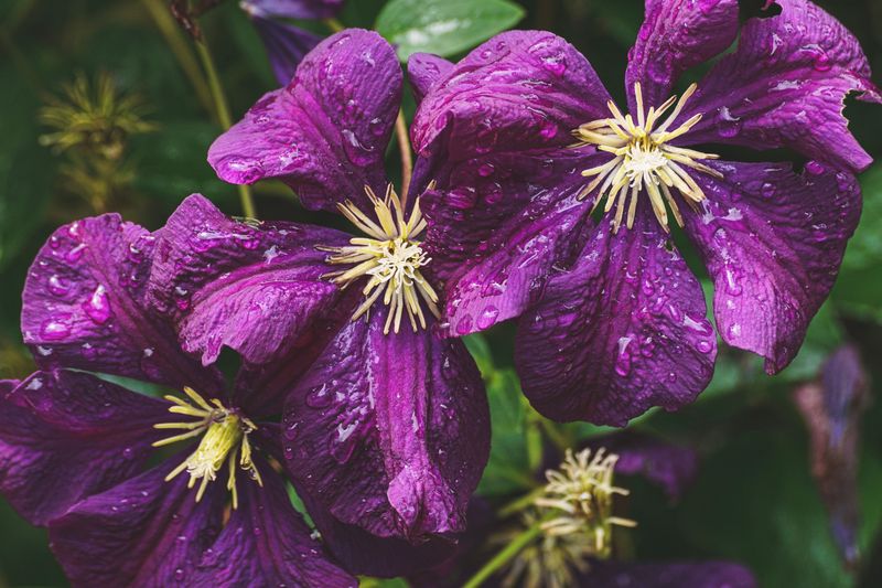 Improper Watering Drops Buds