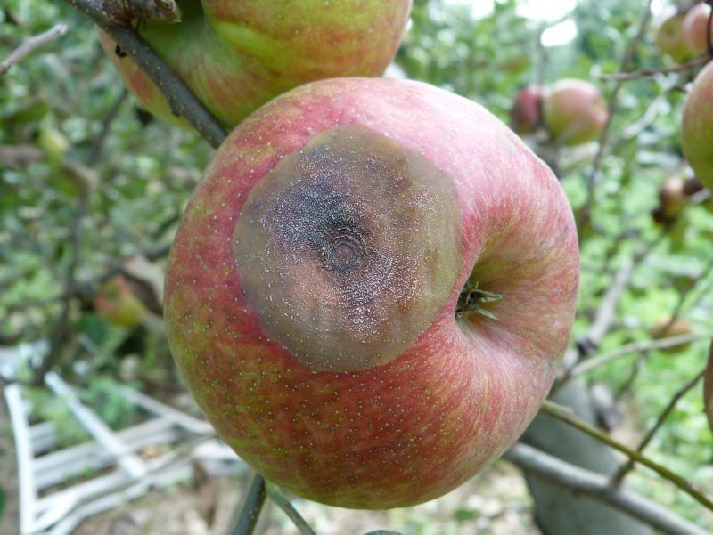 Improve Airflow Through The Tree
