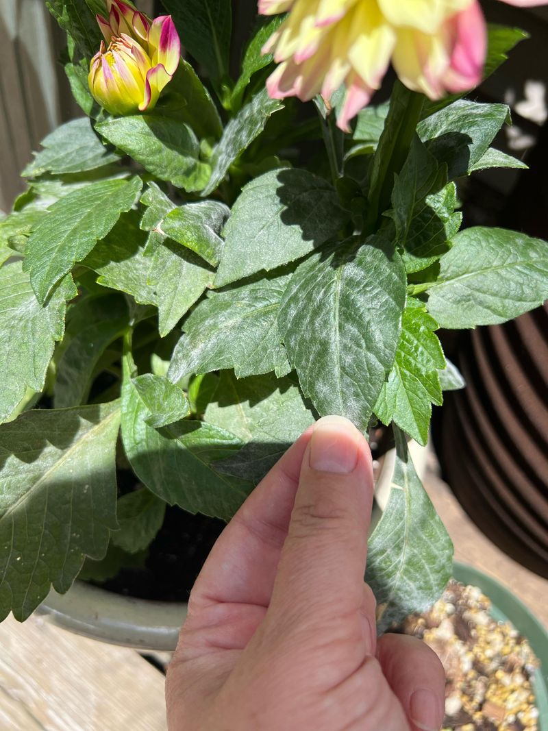 Improve Airflow To Prevent Powdery Mildew