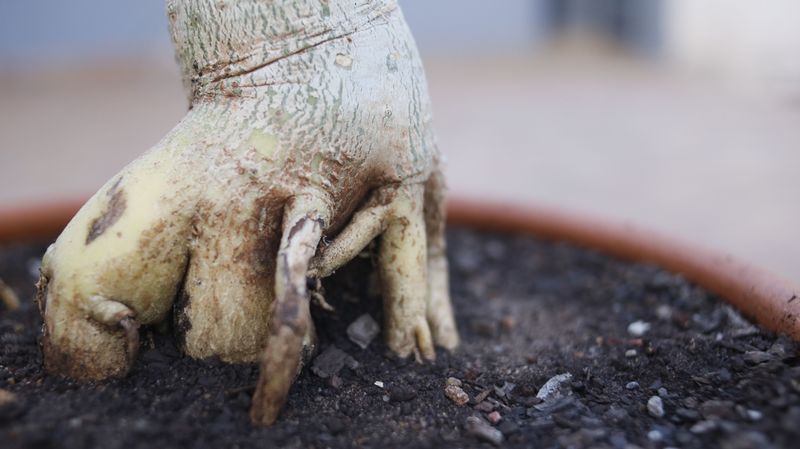 Improve Soil Drainage Around The Base Improve Soil Drainage Around The Base