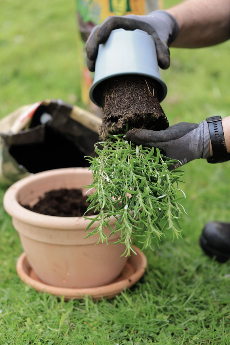 Improving Drainage To Prevent Root Rot