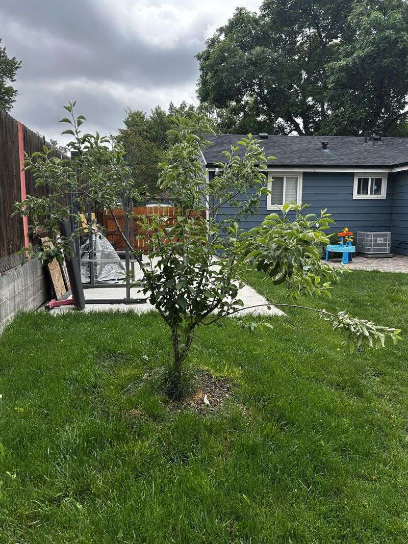 Inadequate Watering During Fruit Set Stresses The Tree