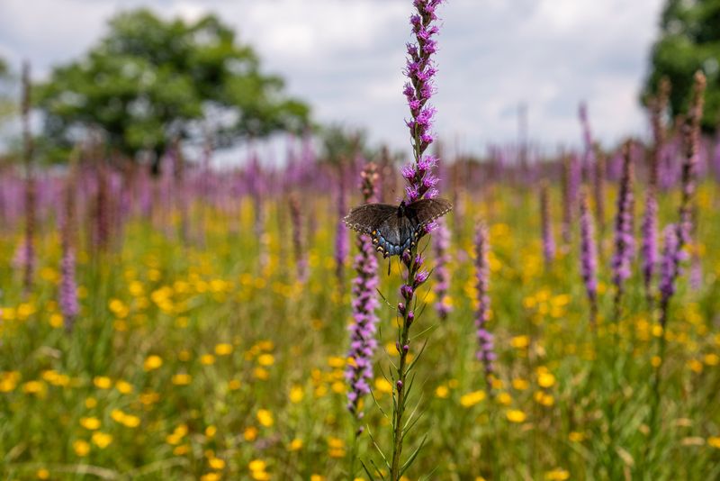 Include Blazing Star For Height Include Blazing Star For Height