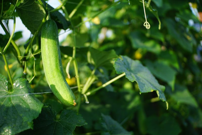 Inconsistent Watering Stresses Immunity