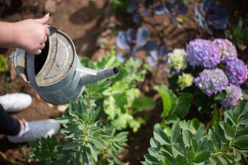 Inconsistent Watering Stresses Plant Tissue