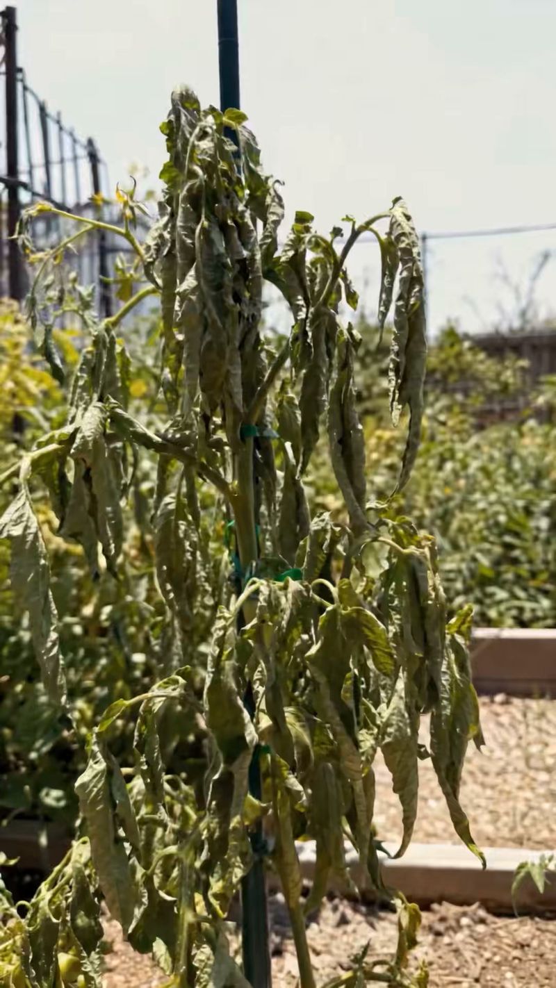Inconsistent Watering Stresses The Entire Plant