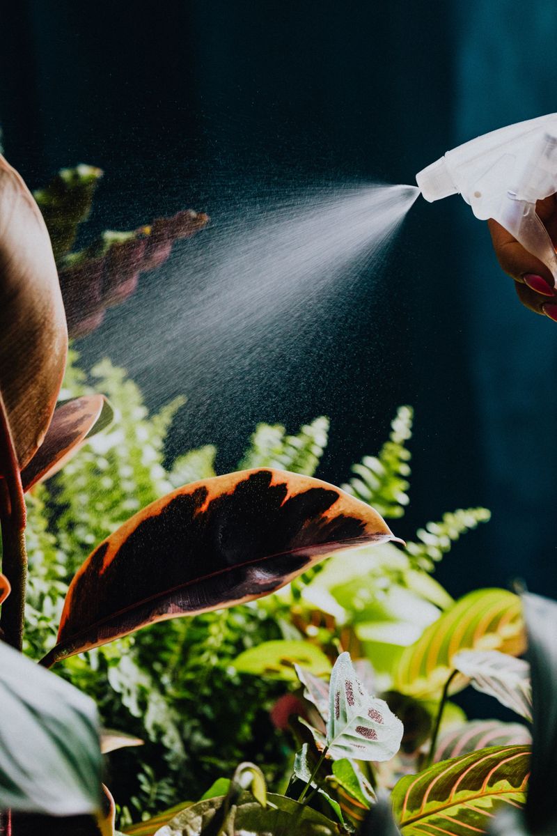 Increase Humidity Around Affected Plants