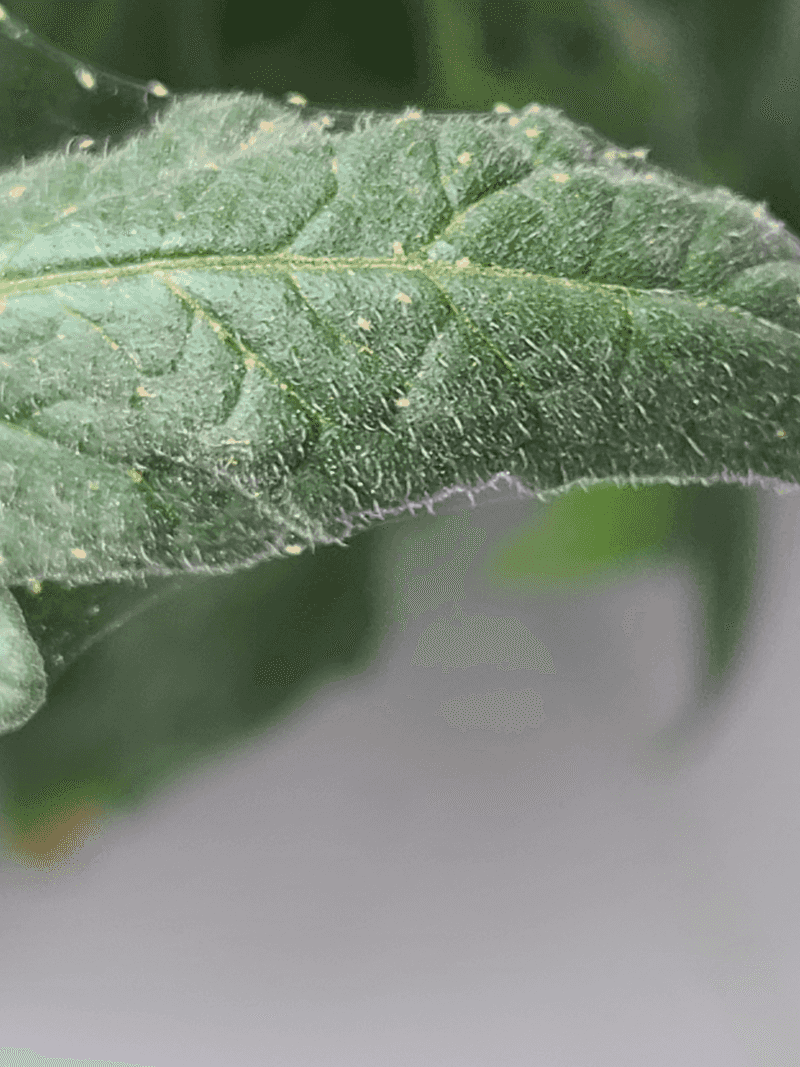 Increase Humidity Around The Plants When Possible Increase Humidity Around The Plants When Possible