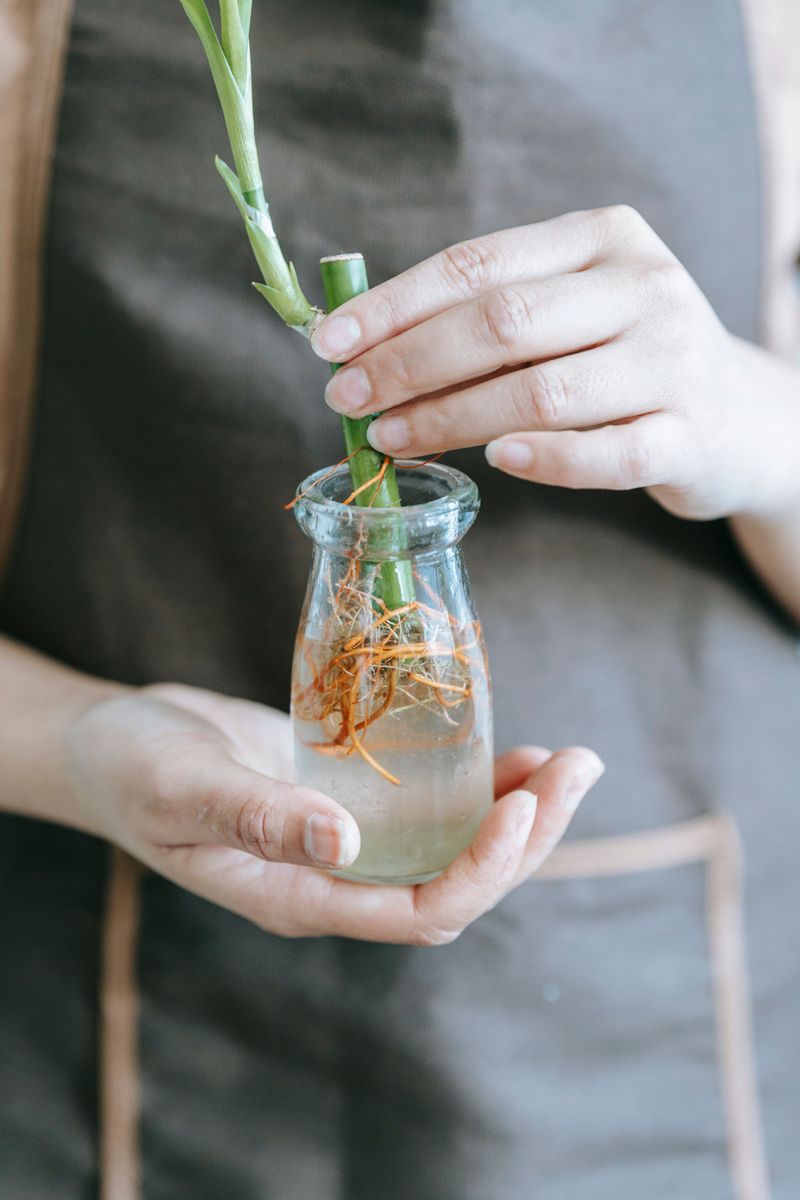 Increase Humidity To Support New Root Growth Increase Humidity To Support New Root Growth