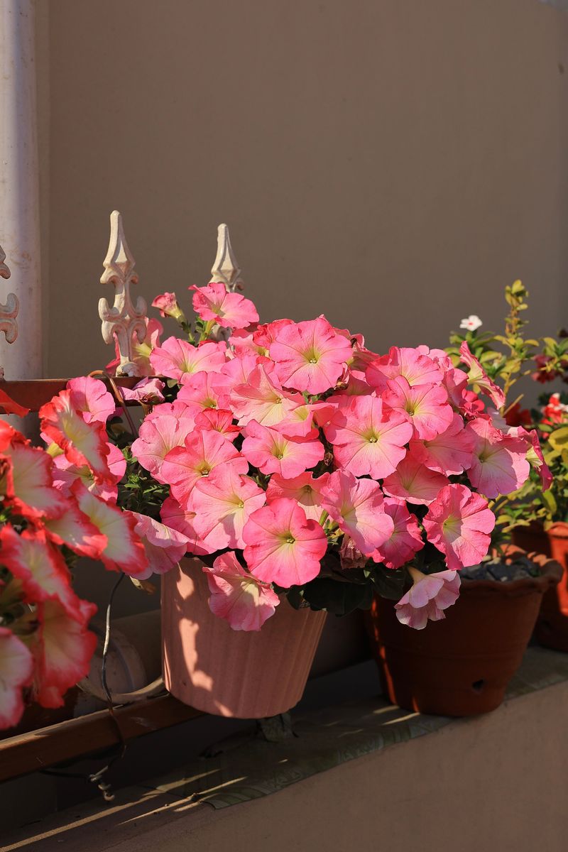 Increase Sunlight Exposure Gradually When Petunias Go Leggy Increase Sunlight Exposure Gradually When Petunias Go Leggy