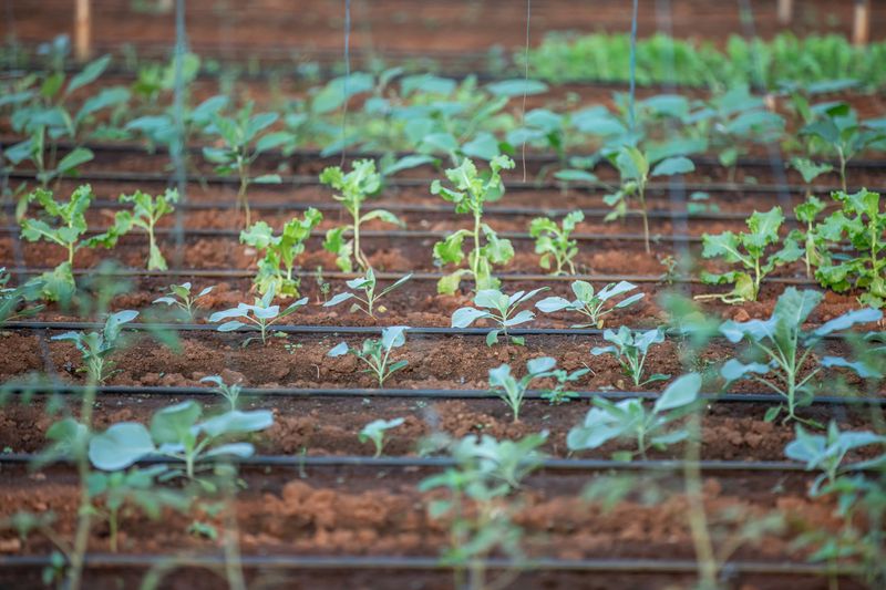 Increase Watering Frequency Instead Of Extending Run Times