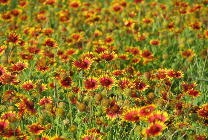 Indian Blanket Indian Blanket
