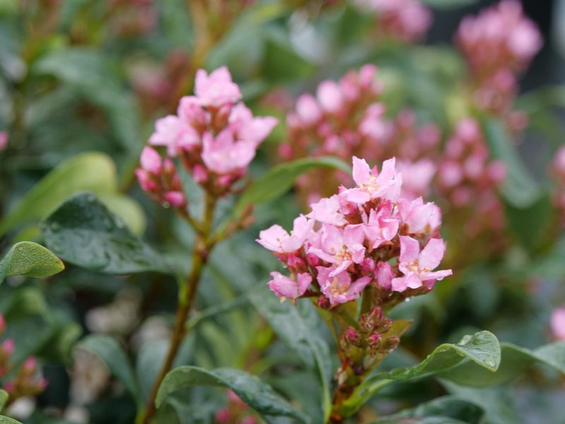 Indian Hawthorn