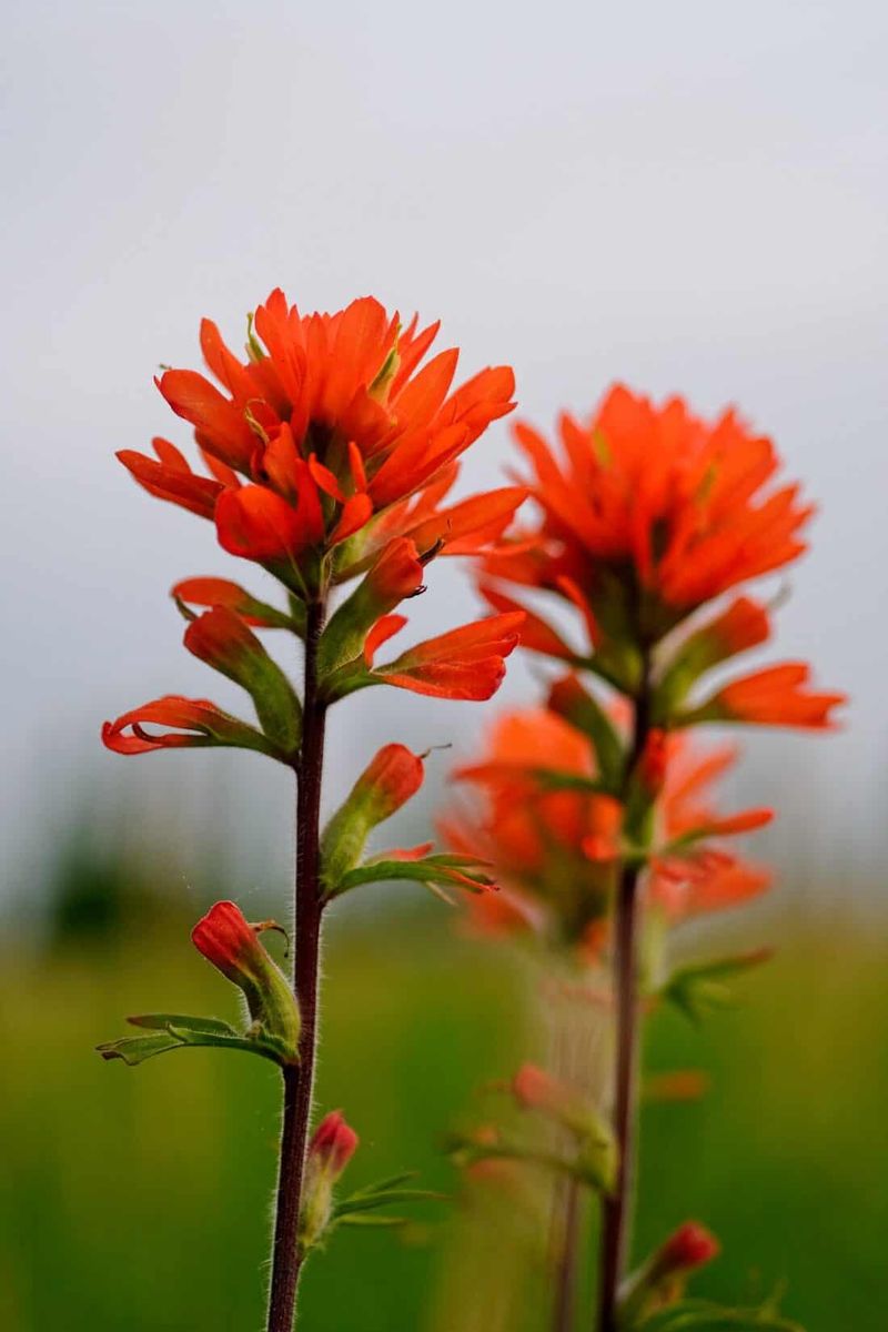 Indian Paintbrush