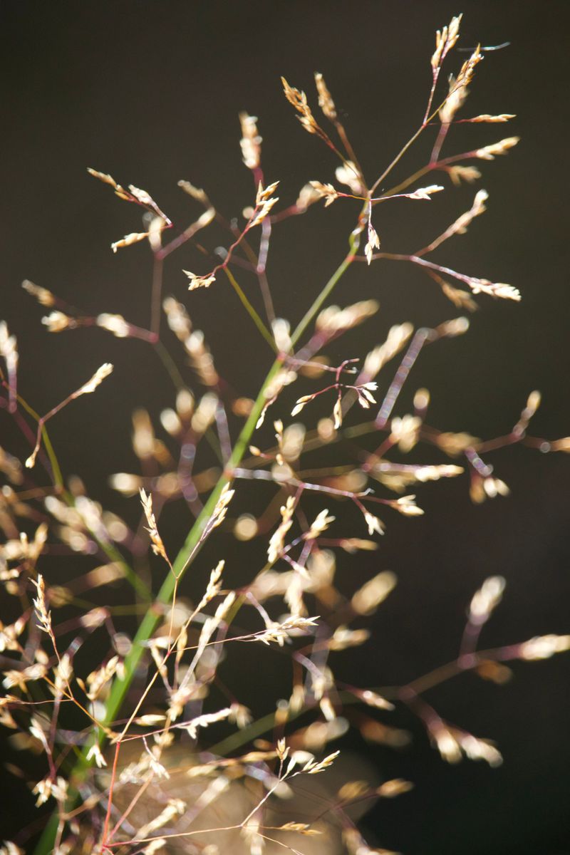 Indian Ricegrass Indian Ricegrass