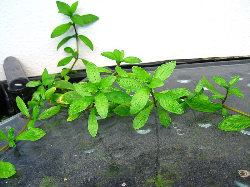 Indian Swampweed Joined The Statewide Restriction