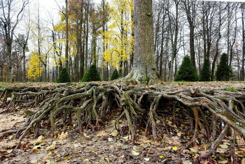 Indiana's Legal Stance on Cross-Boundary Tree Roots Indiana's Legal Stance on Cross-Boundary Tree Roots