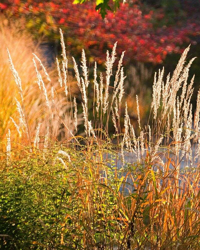 Indiangrass Creates A Golden Late Summer Screen Indiangrass Creates A Golden Late Summer Screen