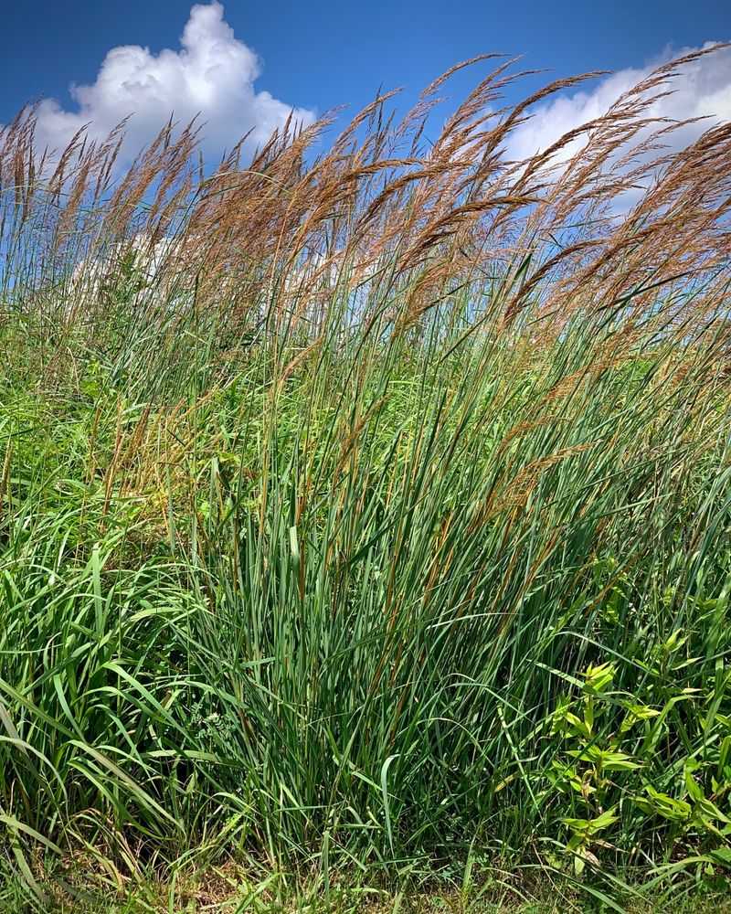 Indiangrass Sends Golden Seed Heads High Above The Bed Indiangrass Sends Golden Seed Heads High Above The Bed