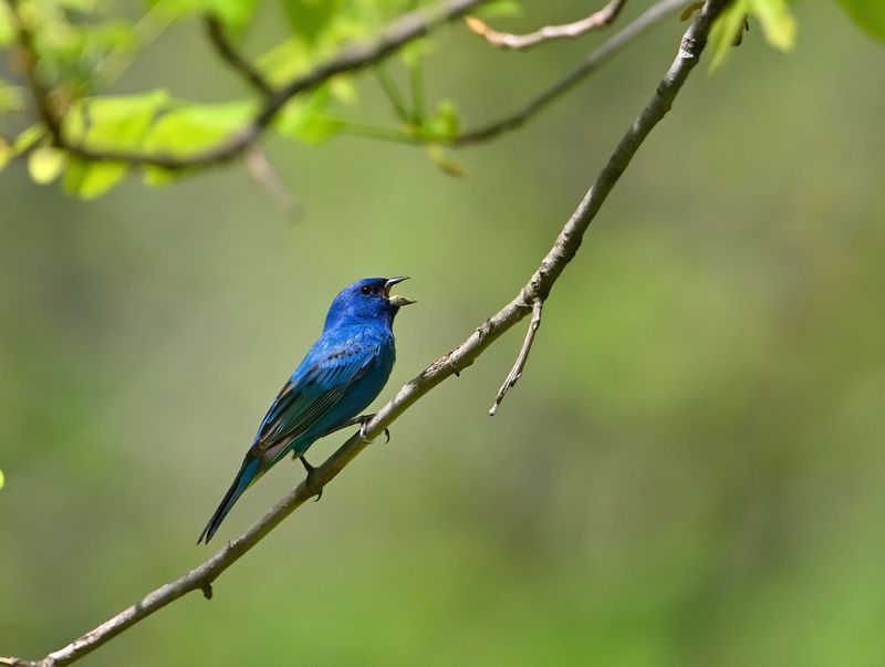 Indigo Bunting Range and Breeding Season Across Indiana