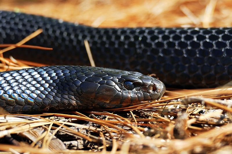 Indigo Snakes Need Far More Space Than One Yard