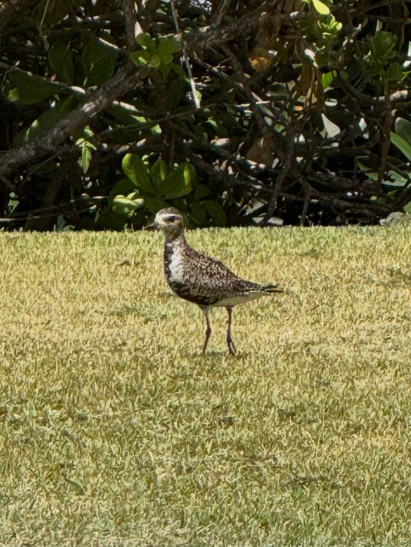 Individual Birds Claim The Same Yards And Parking Lots Year After Year