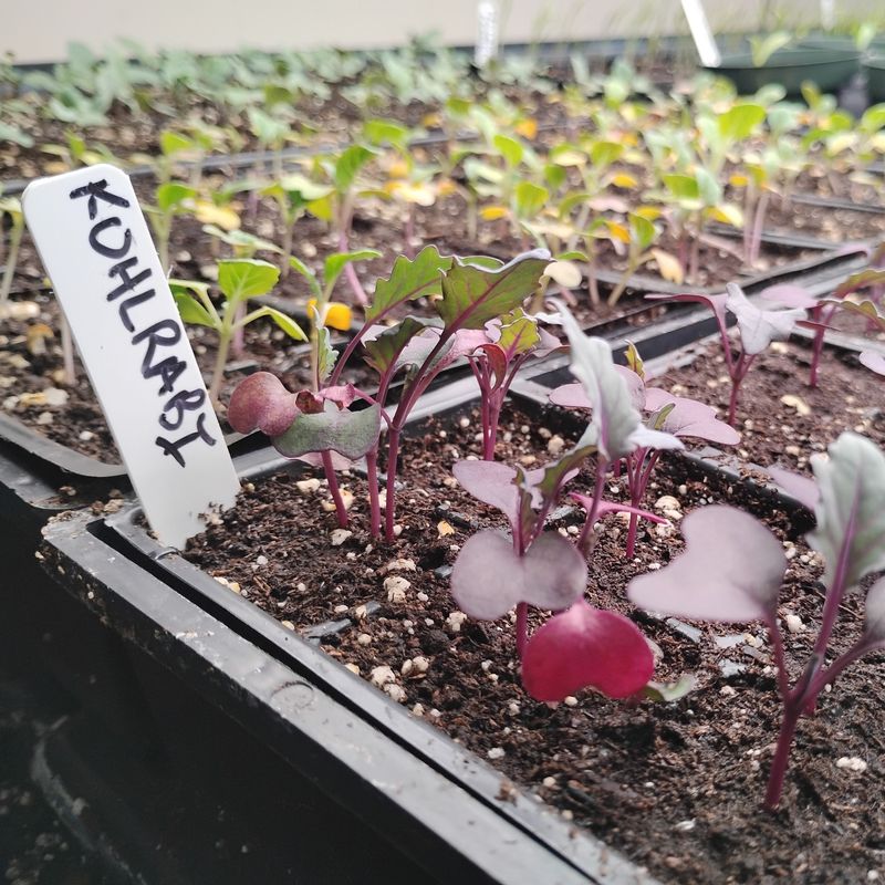 Indoor Starting Beats Direct Seeding While Soil Stays Warm