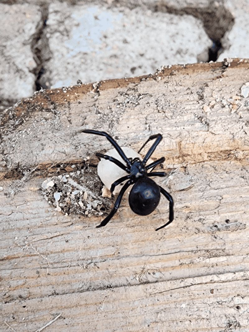 Infrequent Yard Cleanup Lets Webs Persist Infrequent Yard Cleanup Lets Webs Persist