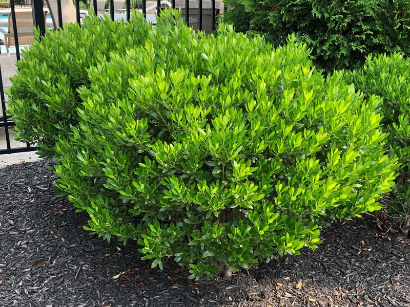 Inkberry Holly Can Handle Soil That Stays Moist