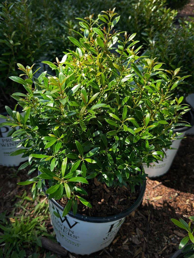 Inkberry Holly Delivers Boxwood's Look Without Its Problems Inkberry Holly Delivers Boxwood's Look Without Its Problems